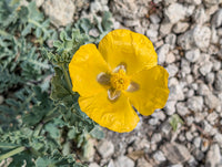Glaucium Flavum Flower seeds for Planting Seasonal Bloomer Heirloom & GMO Free Seeds for Home Garden