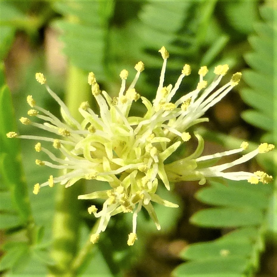 Yellow Illinois BundleFlower seeds for Planting - Vibrant Colors, Heirloom & GMO Free Seeds for Home Garden