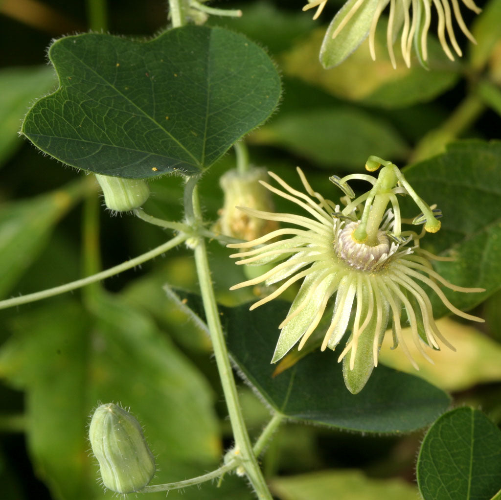 Yellow Passion Flower seeds for Planting - Perfect for Borders, Heirloom & GMO Free Seeds for Home Garden