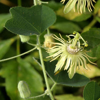 Yellow Passion Flower seeds for Planting - Perfect for Borders, Heirloom & GMO Free Seeds for Home Garden