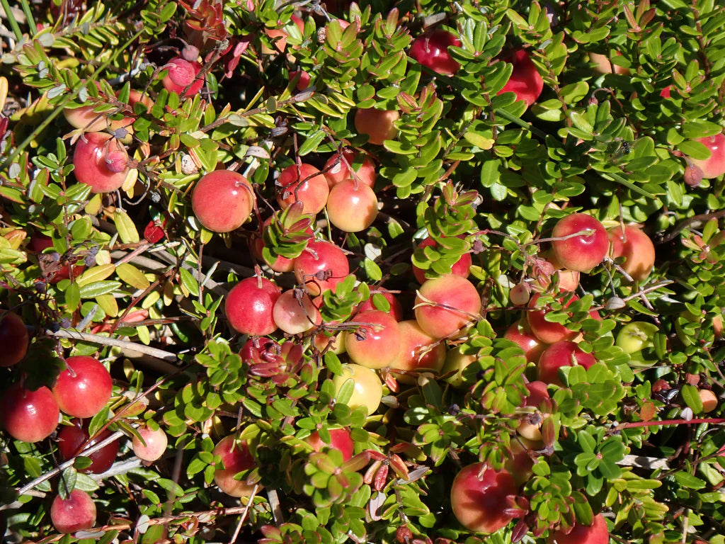 Vaccinium Macrocarpon Planting Fruit Seeds for Tart Berries