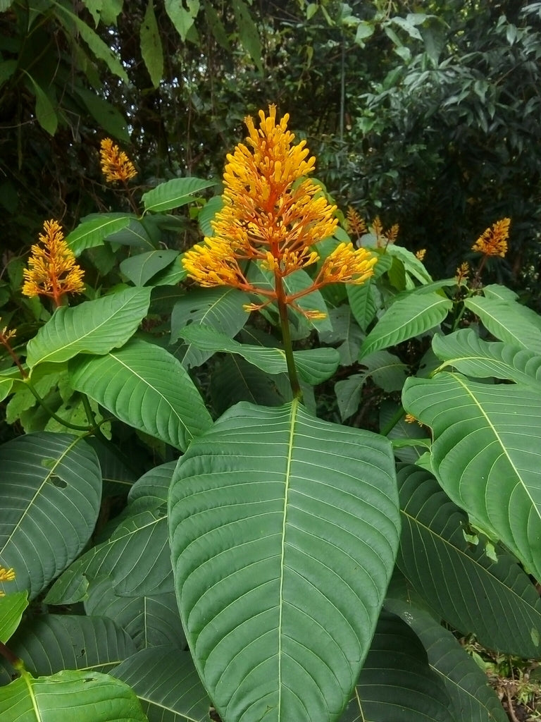 Orange Palicourea Flower Seeds for Planting Colorful Display Heirloom & GMO Free Seeds for Home Garden
 
 Sale