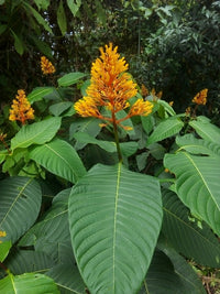Orange Palicourea Flower Seeds for Planting Colorful Display Heirloom & GMO Free Seeds for Home Garden
 
 Sale