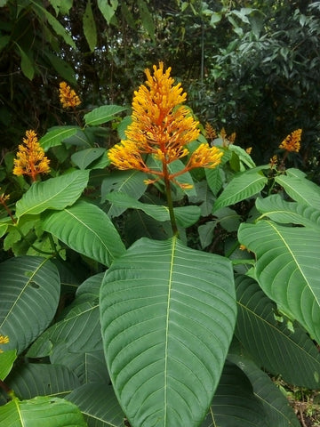 Orange Palicourea Flower Seeds for Planting Colorful Display Heirloom & GMO Free Seeds for Home Garden
 
 Sale