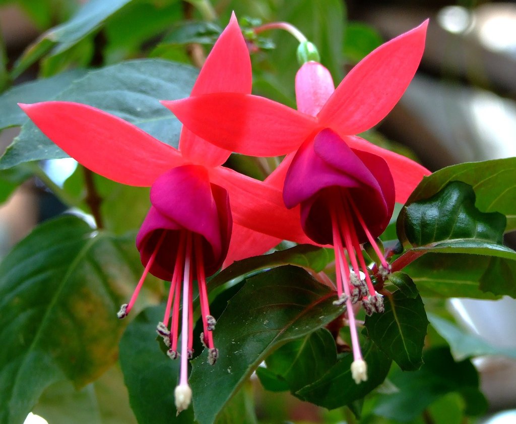 Red Pink Fuchsia Hybrida Flower seeds for Planting Low Maintenance Heirloom & GMO Free Seeds for Home Garden