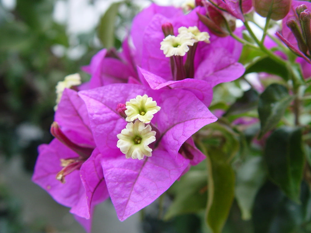Bougainvillea Glabra s Flower seeds for Planting Cut Flower Favorite Heirloom & GMO Free Seeds for Home Garden 
 
 Sale