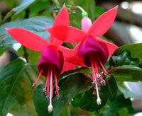 Red Violet Fuchsia Hybrida Seeds for Planting Cottage Garden Essential Heirloom & GMO Free Seeds for Home Garden
 
 Sale