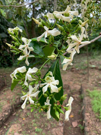 Voacanga Flower Seeds: Enchanting Blooms for Garden Enthusiasts  Plant with Joy!