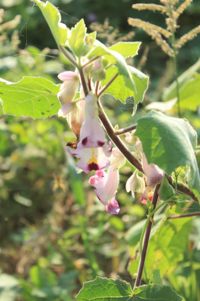 Pink Martynia Flower seeds for Planting - Shade Tolerant, Heirloom & GMO Free Seeds for Home Garden