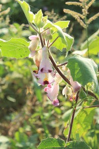 Pink Martynia Flower seeds for Planting - Shade Tolerant, Heirloom & GMO Free Seeds for Home Garden