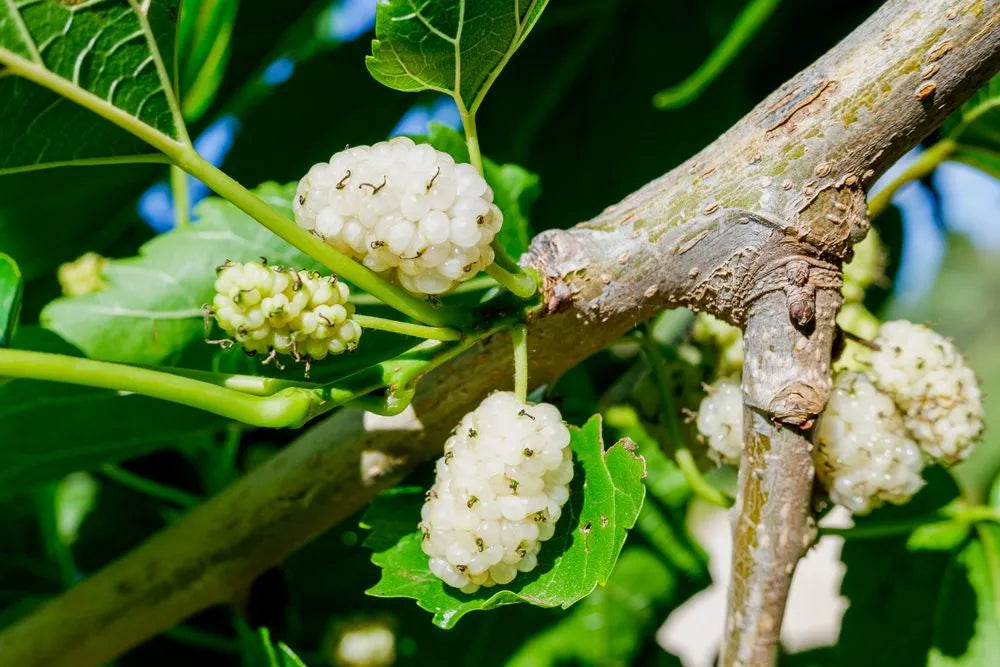 Mulberry Flower seeds for Planting Colorful Display Heirloom & GMO Free Seeds for Home Garden