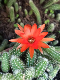 Echinopsis Chamaecereus Flower seeds for Planting Fragrant Blossoms Heirloom & GMO Free Seeds for Home Garden