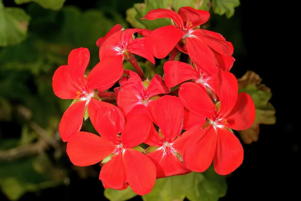 Deep Red Geranium Flower seeds for Planting - Bright Blooms, Heirloom & GMO Free Seeds for Home Garden