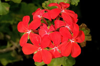 Deep Red Geranium Flower seeds for Planting - Bright Blooms, Heirloom & GMO Free Seeds for Home Garden