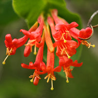 Lonicera Ciliosa Flower seeds for Planting Compact Growth Heirloom & GMO Free Seeds for Home Garden
