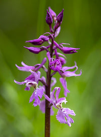 Mascula Flower seeds for Planting - Garden Favorite, Heirloom & GMO Free Seeds for Home Garden