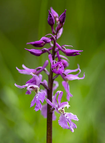 Mascula Flower seeds for Planting - Garden Favorite, Heirloom & GMO Free Seeds for Home Garden