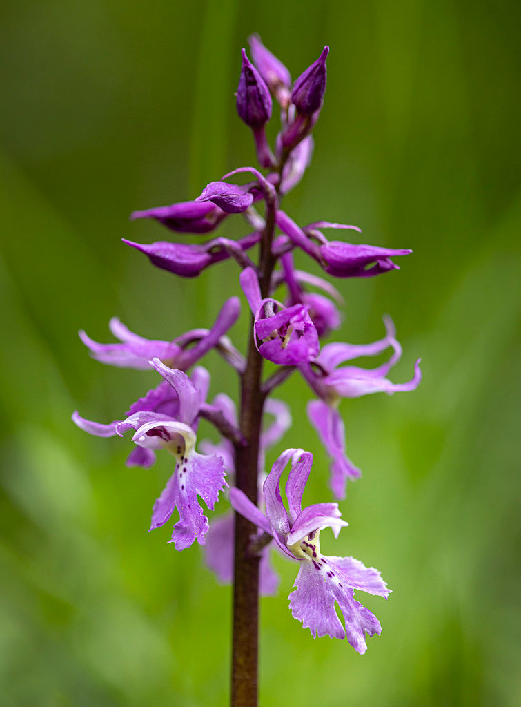 Mascula Flower seeds for Planting - Garden Favorite, Heirloom & GMO Free Seeds for Home Garden
