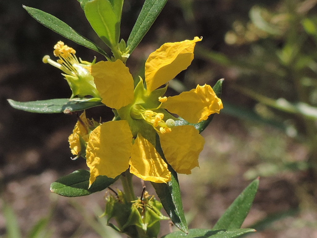 Yellow Heimia Flower seeds for Planting Shade Tolerant Heirloom & GMO Free Seeds for Home Garden 
 
 Sale