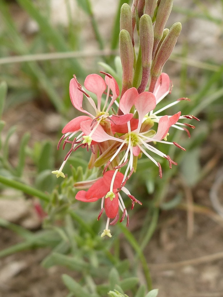 Oenothera Suffrutescens Flower Seeds  Evening Primrose Planting Seeds for Vibrant Garden Blooms
