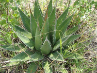 Green Agave Kerchovei Flower seeds for Planting - Colorful Display, Heirloom & GMO Free Seeds for Home Garden