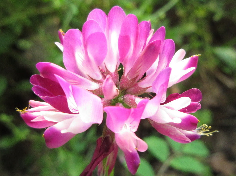 Violet Milkvetch Sinicus Flower seeds for Planting - Fragrant Blossoms, Heirloom & GMO Free Seeds for Home Garden