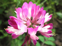 Violet Milkvetch Sinicus Flower seeds for Planting - Fragrant Blossoms, Heirloom & GMO Free Seeds for Home Garden