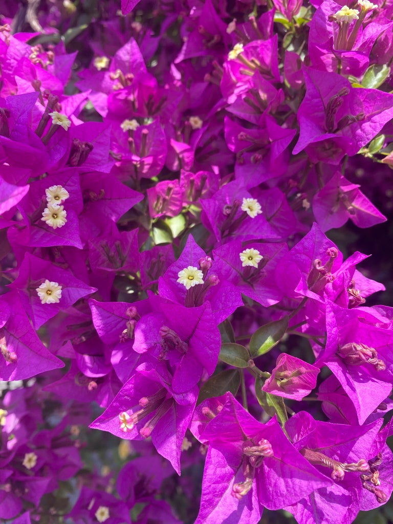 Bougainvillea Glabra s Flower seeds for Planting Cut Flower Favorite Heirloom & GMO Free Seeds for Home Garden 
 
 Sale
