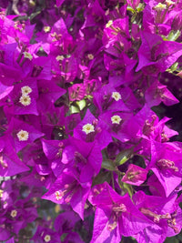 Bougainvillea Glabra s Flower seeds for Planting Cut Flower Favorite Heirloom & GMO Free Seeds for Home Garden 
 
 Sale