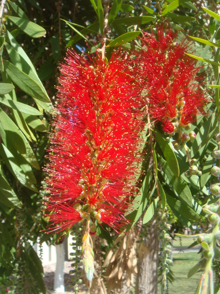 GreenWill Bottle Brush Flower seeds for Planting Vibrant Colors Heirloom & GMO Free Seeds for Home Garden