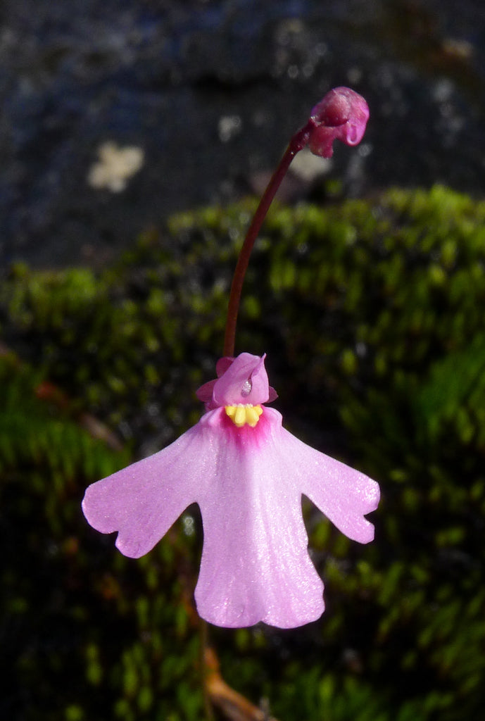 Pink Utricularia Flower seeds for Planting Hardy Variety Heirloom & GMO Free Seeds for Home Garden 
 
 Sale