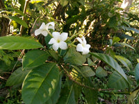 Voacanga Flower seeds for Planting - Fragrant Blossoms, Heirloom & GMO Free Seeds for Home Garden