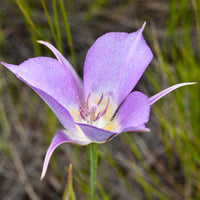 Calochortus Macrocarpus Flower seeds for Planting Perfect for Borders Heirloom & GMO Free Seeds for Home Garden