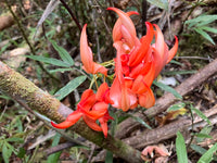 Red Strongylodon Flower Seeds Planting  Seeds for Thriving and Vibrant Garden Displays