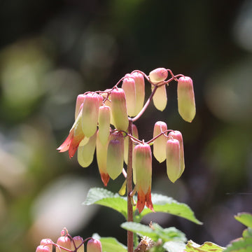 Kalanchoe Pinnata Flower seeds for Planting Pollinator Friendly Heirloom & GMO Free Seeds for Home Garden 
 
 Sale