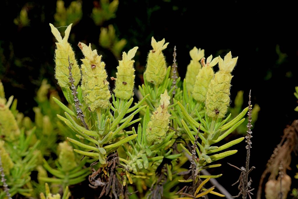 Light Yellow Lavender Flower seeds for Planting - Premium Quality, Heirloom & GMO Free Seeds for Home Garden