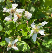 Rubus Cuneifolius Flower seeds for Planting Colorful Display Heirloom & GMO Free Seeds for Home Garden