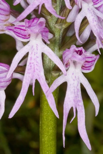 Purple Naked Men Orchid Flower seeds for Planting Low Maintenance Heirloom & GMO Free Seeds for Home Garden
 
 Sale