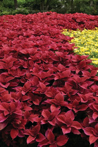 Deep Red Dragon Coleus for Planting Colorful Display Heirloom & GMO Free Seeds for Home Garden
 
 Sale