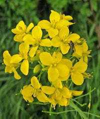 Yellow Edible Rape Flower seeds for Planting - Bright Blooms, Heirloom & GMO Free Seeds for Home Garden