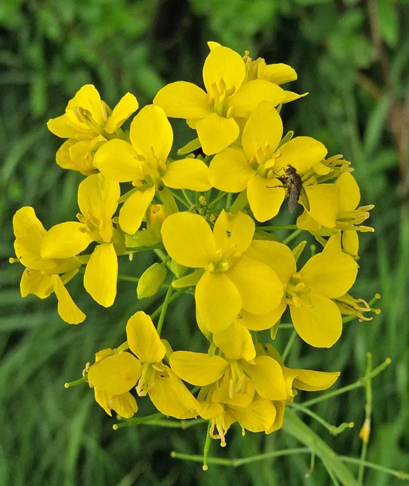 Yellow Edible Rape Flower Seeds for planting