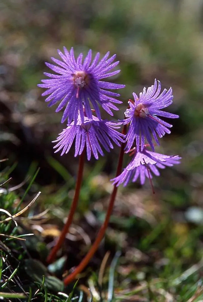 Violet Soldanella Alpina Seeds Flower seeds for Planting - Sun Loving, Heirloom & GMO Free Seeds for Home Garden