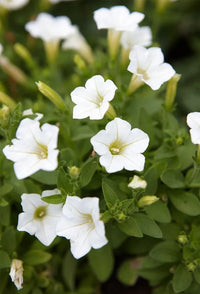 Petunia Wave White Flower Seeds for Planting  Perfect for Vibrant Gardens