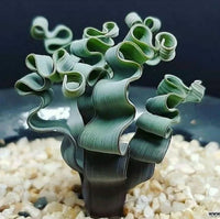 Tortilis Spiral Flower seeds for Planting Sun Loving Heirloom & GMO Free Seeds for Home Garden 
 
 Sale