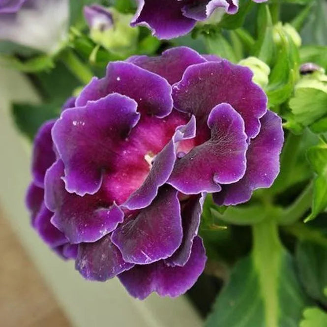 Gloxinia Blue White Flower seeds for Planting - Premium Quality, Heirloom & GMO Free Seeds for Home Garden
