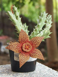 Stapelia Variegata Flower seeds for Planting - Garden Favorite, Heirloom & GMO Free Seeds for Home Garden