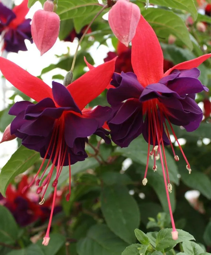 Red Violet Fuchsia Hybrida Seeds for Planting Cottage Garden Essential Heirloom & GMO Free Seeds for Home Garden
 
 Sale