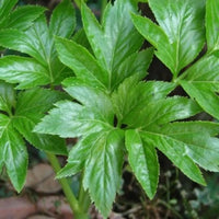 Ashitaba Seeds For Planting - Grow Your Own Herbal Wellness Plant