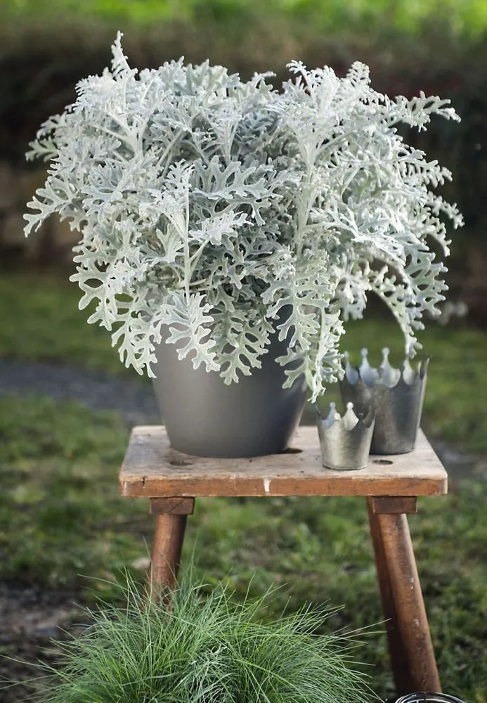 Gray Cineraria Dusty Flower seeds for Planting - Seasonal Bloomer, Heirloom & GMO Free Seeds for Home Garden