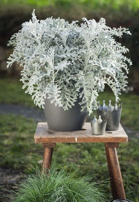 Gray Cineraria Dusty Flower seeds for Planting - Seasonal Bloomer, Heirloom & GMO Free Seeds for Home Garden